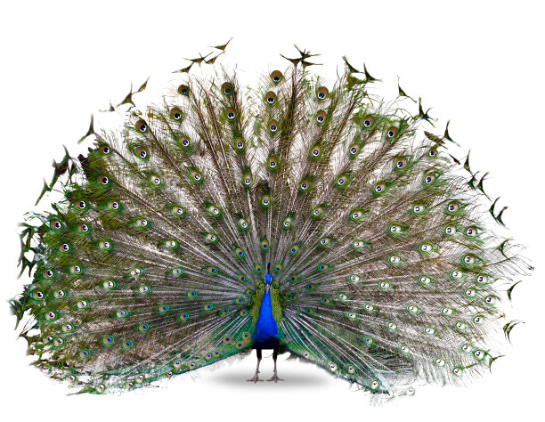 peacock