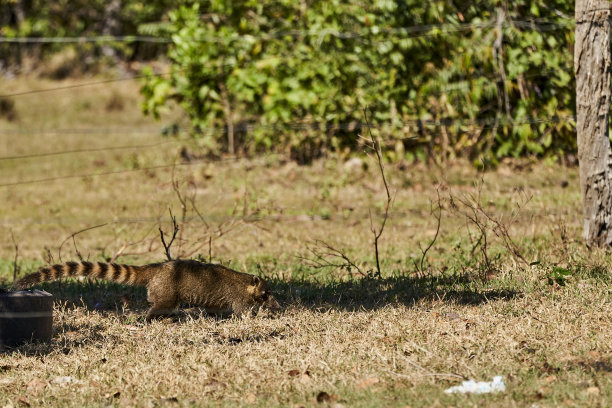 coatimundi