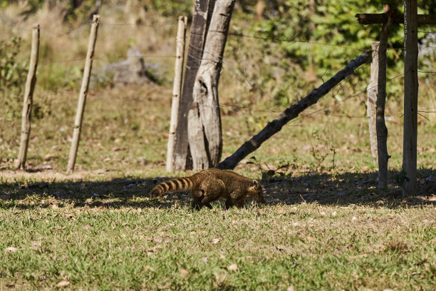 coatimundi