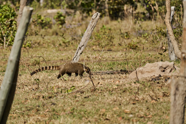 coatimundi