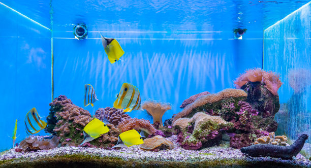 aquarium