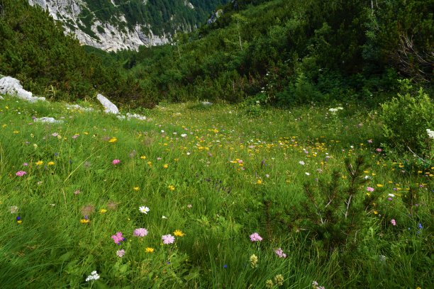 habitat