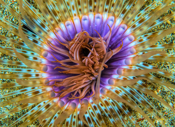 anemone