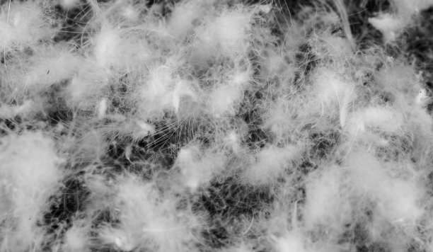 plumage