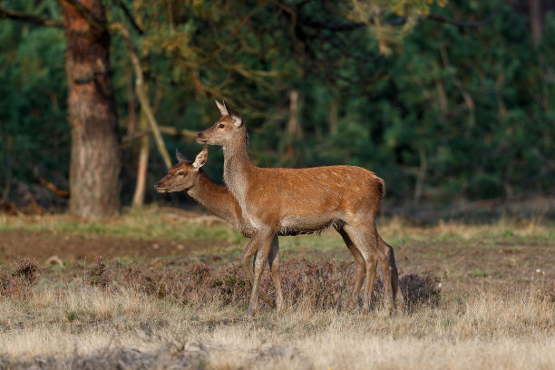 doe