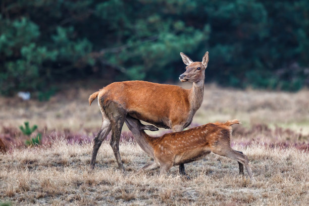 doe