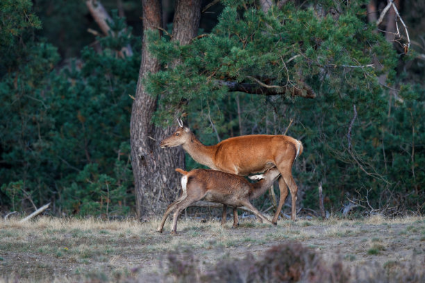doe