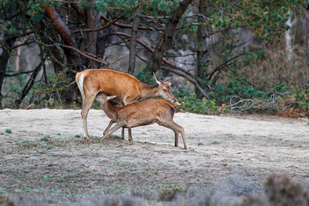 doe