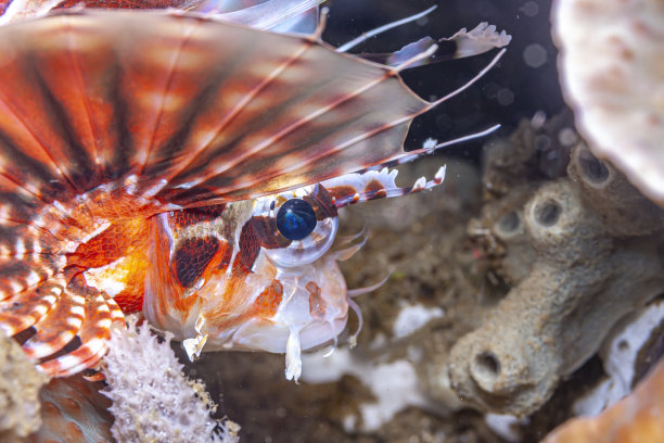 pterois
