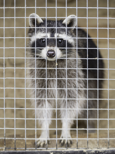 captivity