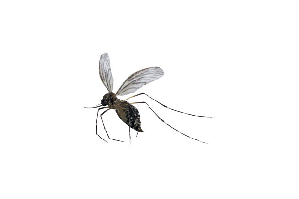 mosquito