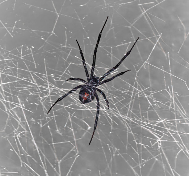 红web