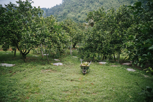 plantation