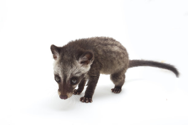 civet