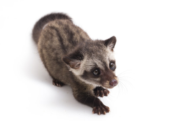 civet