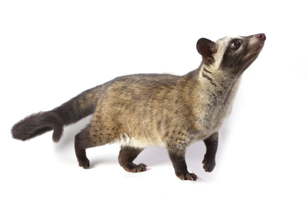 civet