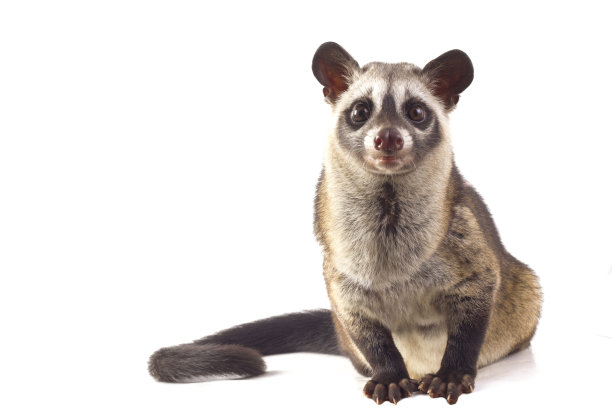 civet