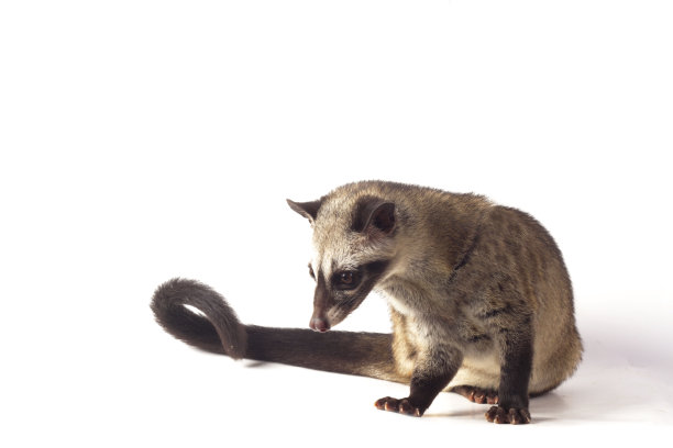 civet
