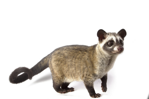 civet