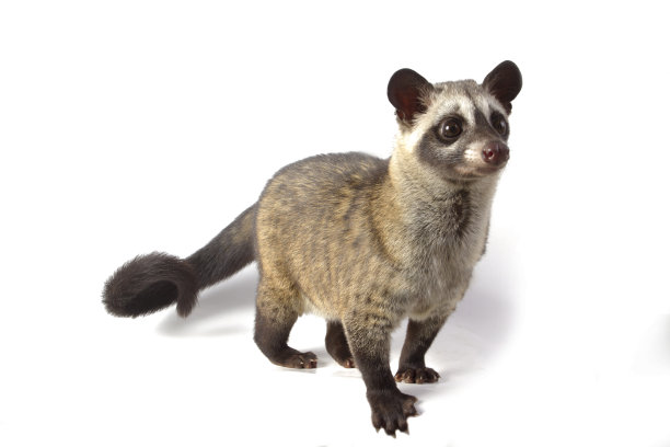 civet