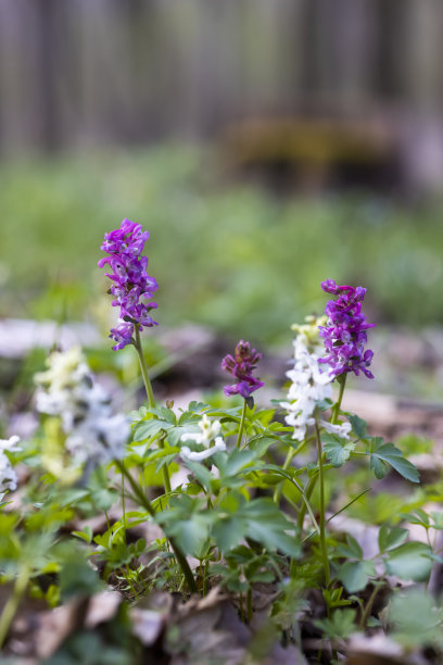 corydalis
