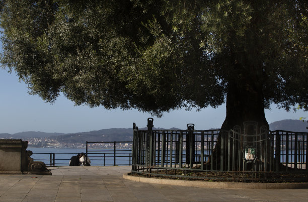 vigo