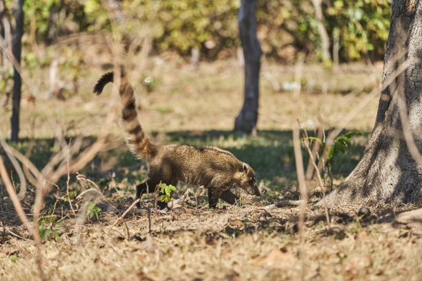 coatimundi