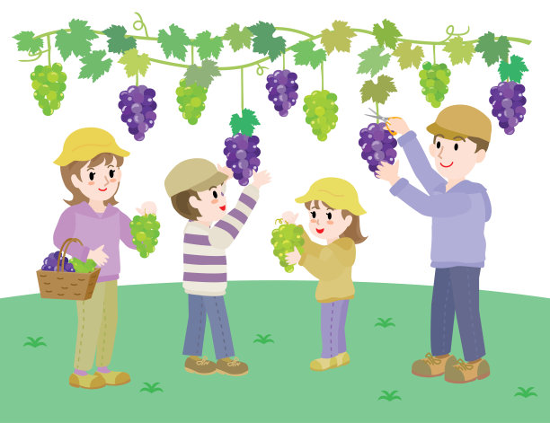 果园采摘紫葡萄