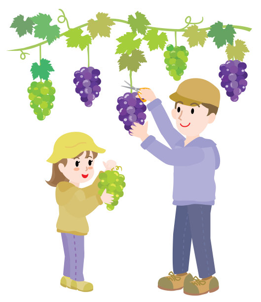 果园采摘紫葡萄