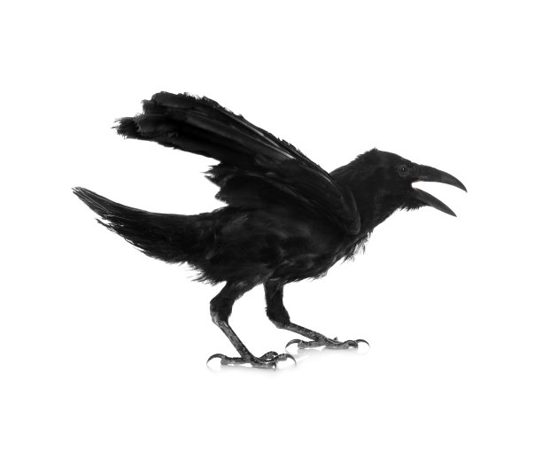 raven