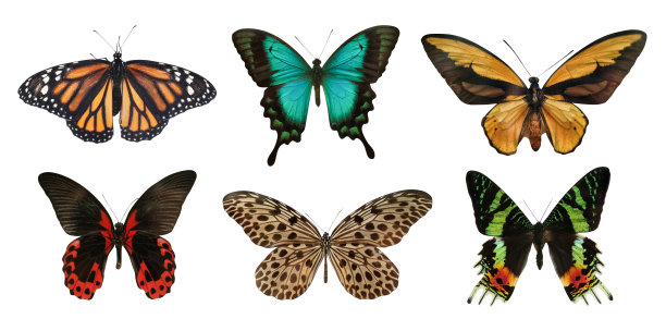 ornithoptera