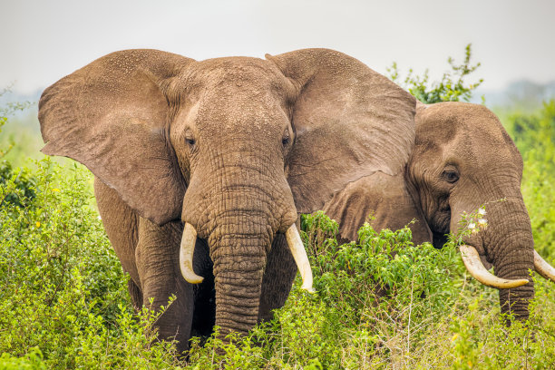 pachyderm