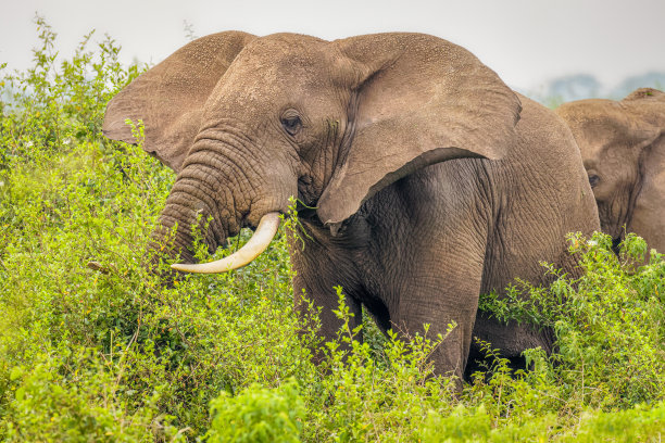 pachyderm