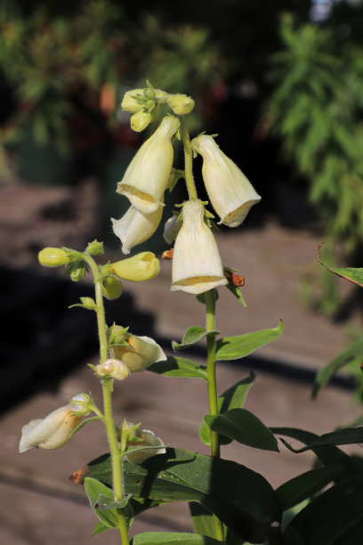 digitalis