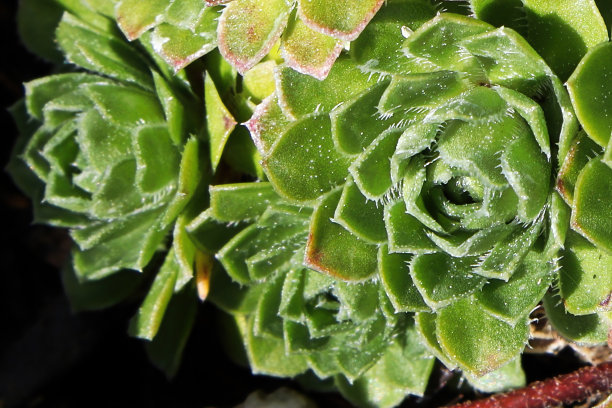 sedum