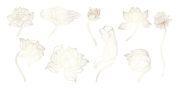nelumbo