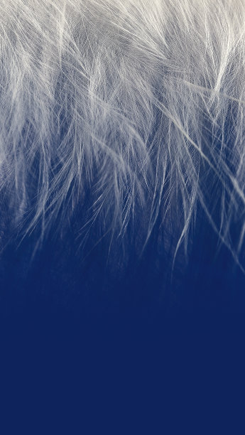 plumage