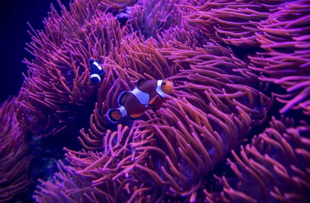 anemonefish