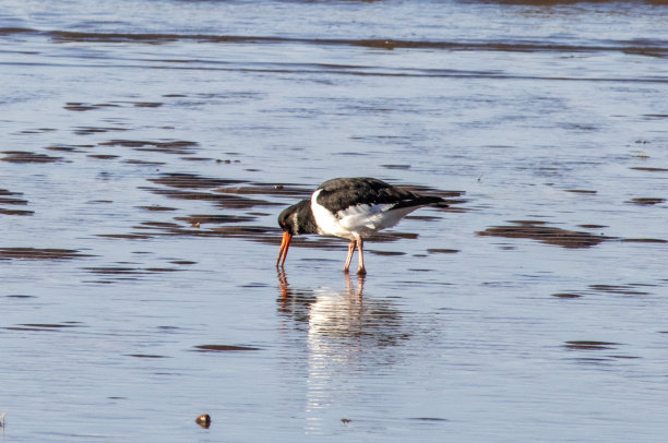 haematopus