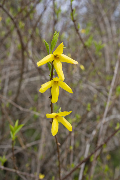forsythia