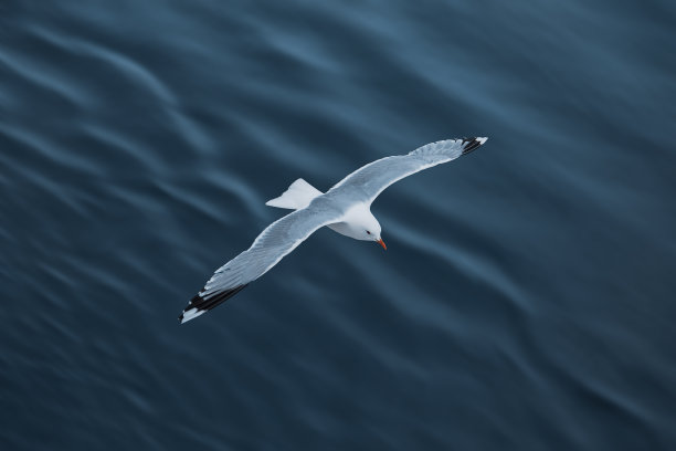 seagull