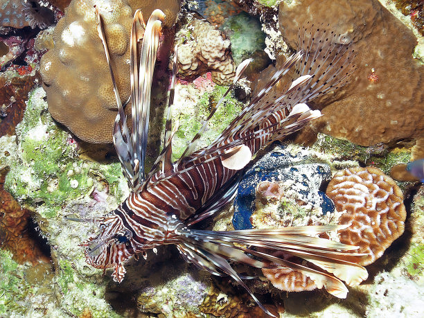 lionfish