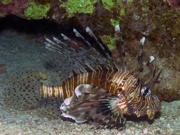 lionfish