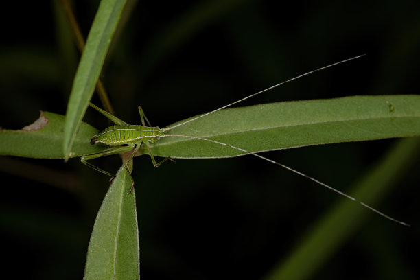 katydid