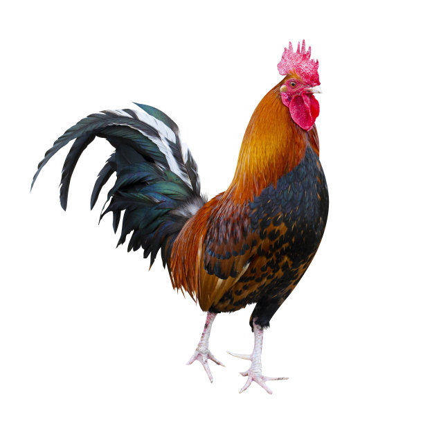 cock