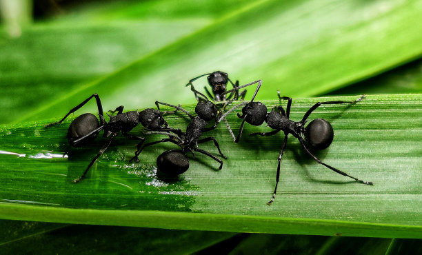 arthropod