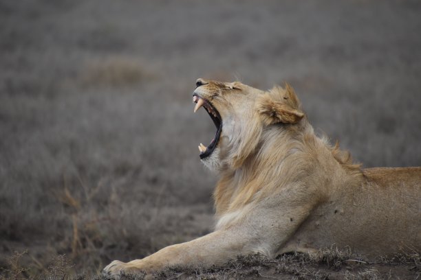 tanzania