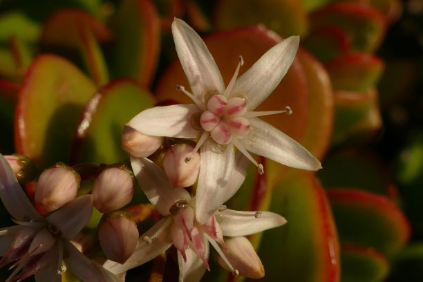 crassula