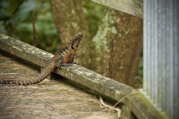 physignathus