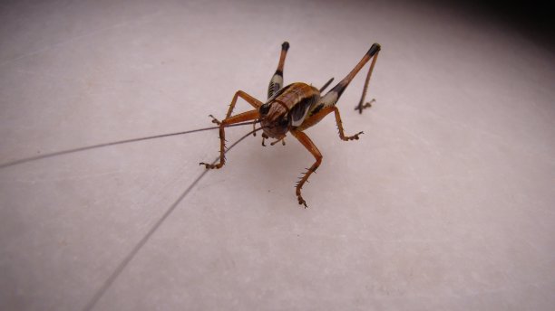 katydid